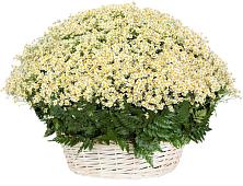Цветочная композиция из Ромашки в корзине #REPLACE_PRED# Кощеево